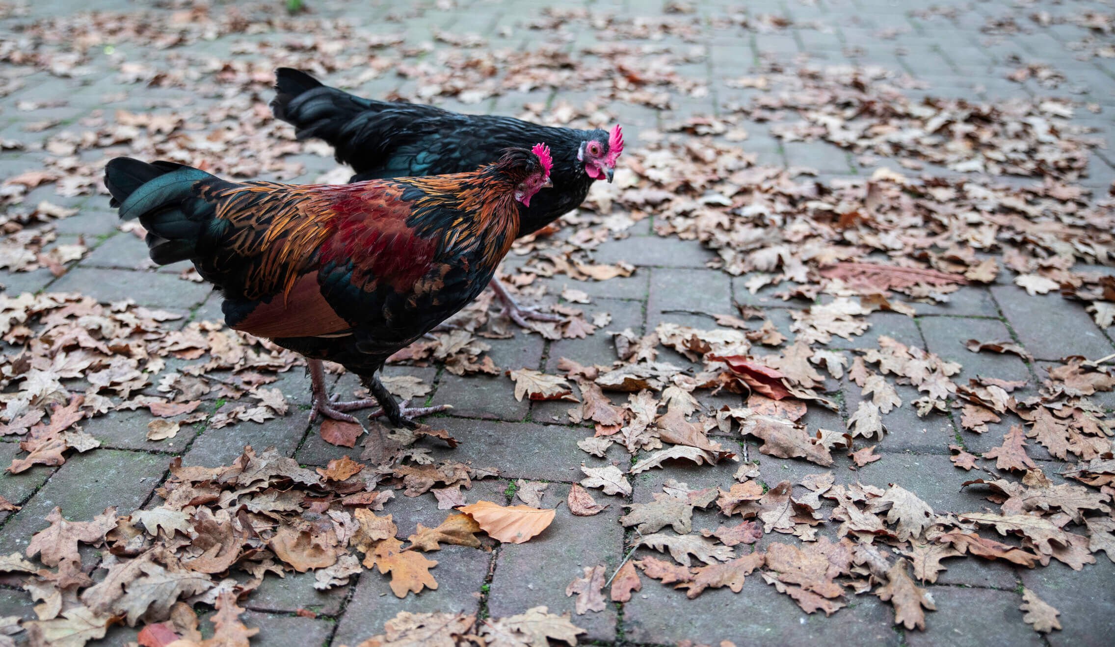 header kippen herfst welkoop advies